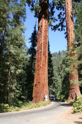Sequoia Park

