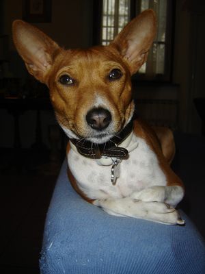 basenji.jpg